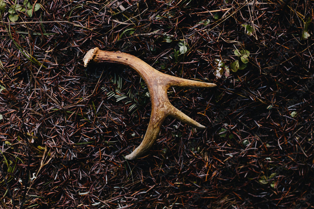 Bois de cerf, bois d’élan & ramures naturelles de cervidés – Décoration & friandises pour chien